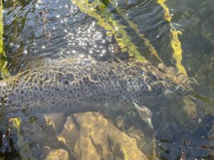 Nyt fiskevand i Kastbjerg Å.